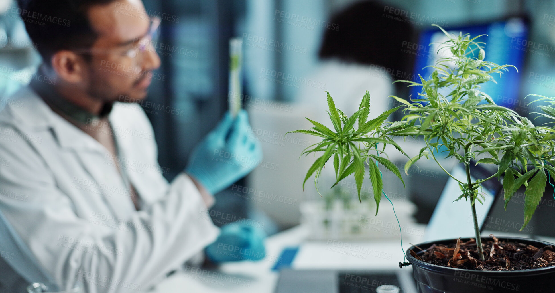 Buy stock photo Scientist, people and cannabis research, marijuana analysis or weed for medicine solution, data collection or healthcare. Medical expert or man with natural CBD, plants growth or laboratory test tube