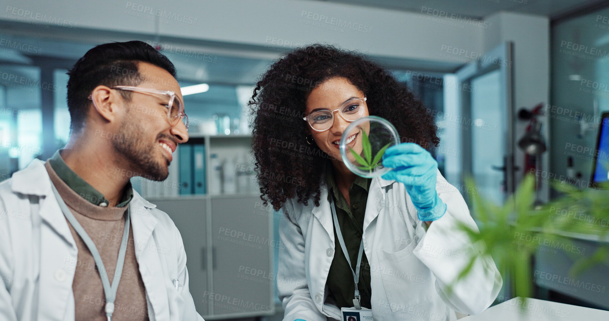 Buy stock photo Scientist, team and analysis on cannabis in laboratory with leaf study, medical research and petri dish. Science, laughing and marijuana plant for medicine treatment, drugs and scientific experiment