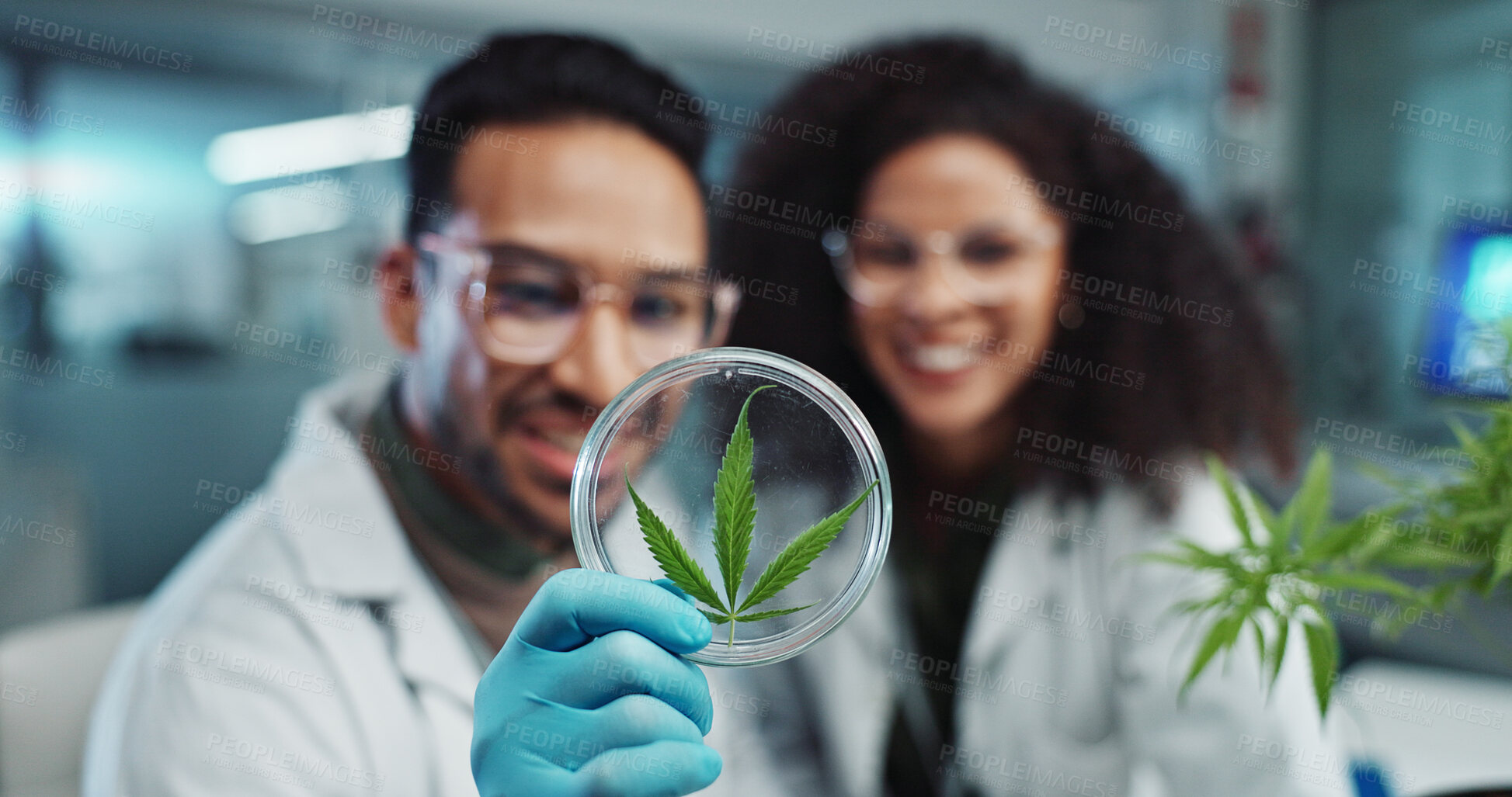 Buy stock photo Science, team and analysis on cannabis in laboratory with leaf study, medical research and petri dish. Scientist, high five and marijuana plant for medicine treatment, drugs or scientific experiment