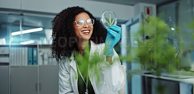 Scientist, cannabis and Petri dish in laboratory for research, development or medical experiment. Teamwork, analysis and focus on investigation for knowledge, testing and pharmaceutical innovation