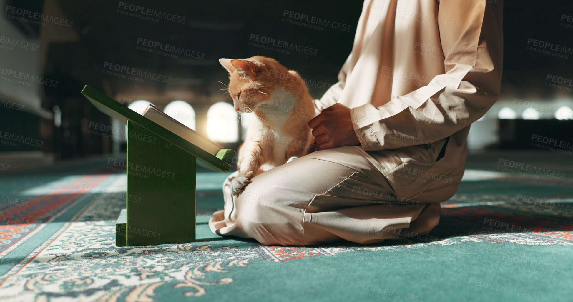 Buy stock photo Muslim, person and cat in a mosque during praying, worship or comfort while reading on the floor. Holy, religion and an Islamic man with a pet or animal during spiritual study, learning or relax