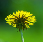 Dandelion, flower closeup and nature outdoor with environment, Spring and natural background. Ecology, landscape or wallpaper with plant in garden or park, growth and green with blossom for botany