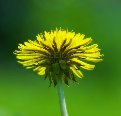 Buy stock photo Dandelion, flower closeup and nature outdoor with environment, Spring and natural background. Ecology, landscape or wallpaper with plant in garden or park, growth and green with blossom for botany