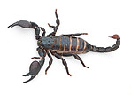 Scorpion, predator and dangerous insect with stinger, tail or venom on a white studio background. Closeup of creepy wildlife creature, animal or killer with pinchers of venomous bug on mockup space