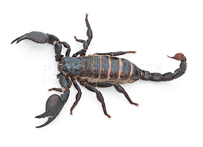 Buy stock photo Scorpion, predator and dangerous insect with stinger, tail or venom on a white studio background. Closeup of creepy wildlife creature, animal or killer with pinchers of venomous bug on mockup space