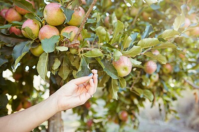 Buy stock photo Hand of a farmer picking organic apples on a sustainable farm. Harvesting juicy, nutritious and organic fruit in season. Closeup of a woman grabbing fresh produce from an agricultural orchard tree