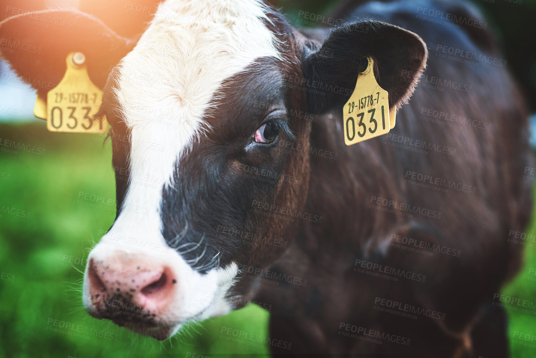 Buy stock photo Shot of a cow on a dairy farm