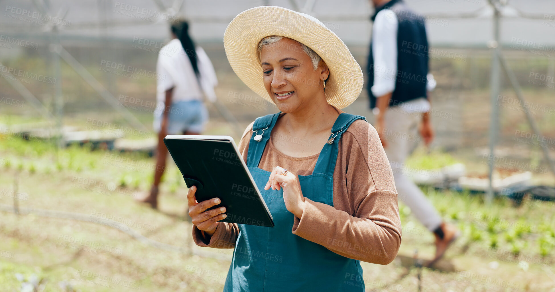 Buy stock photo Greenhouse farming, tablet and mature woman with inspection for sustainable environment in nature. Quality check, digital technology and farmer outdoor with vegetables for growth or development.