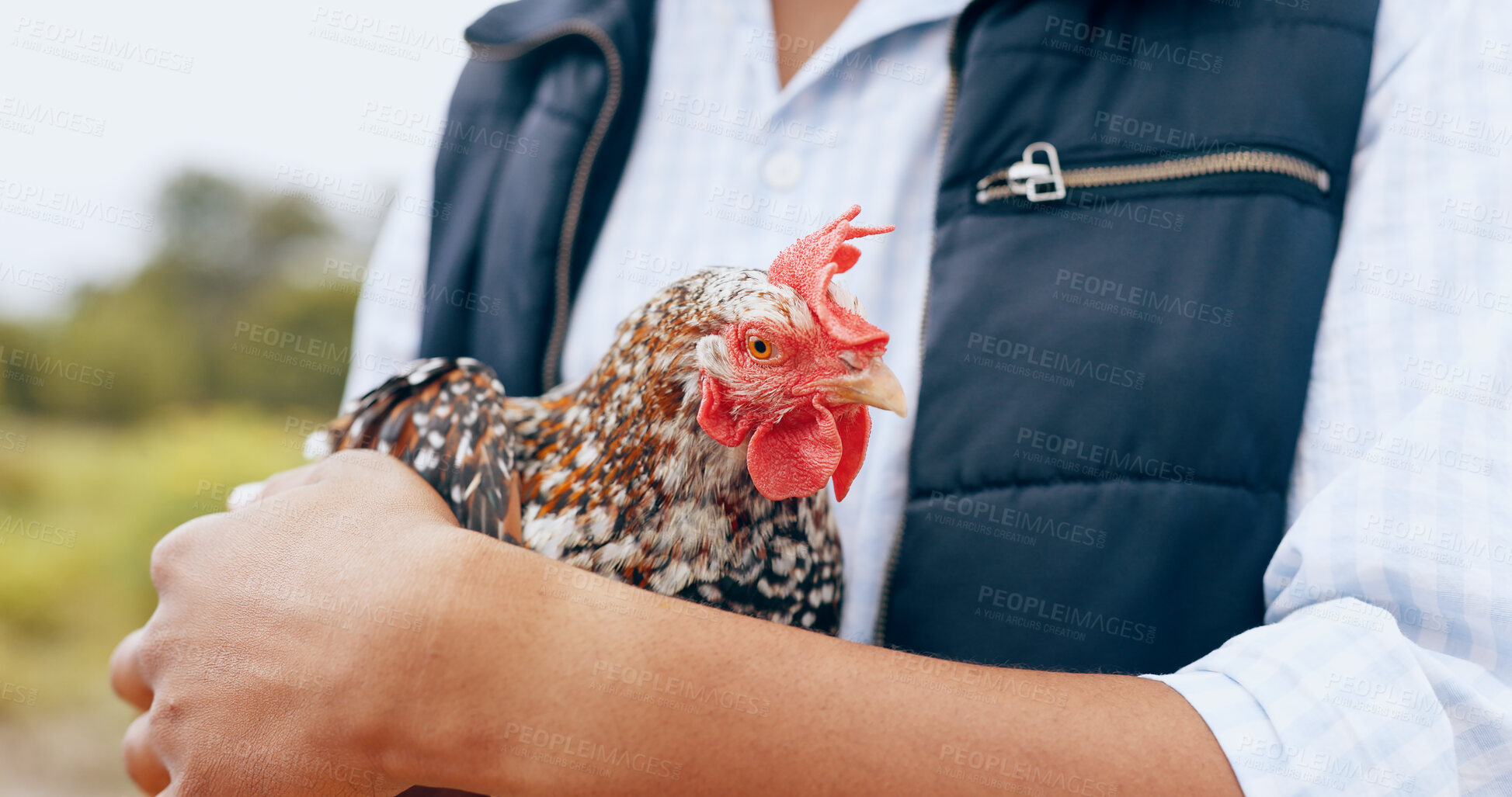 Buy stock photo Person, rooster and farm love or nature in countryside for carbon capture, sustainability or agriculture. Worker, livestock and bird hug in animal environment field for ecology, produce or outdoor