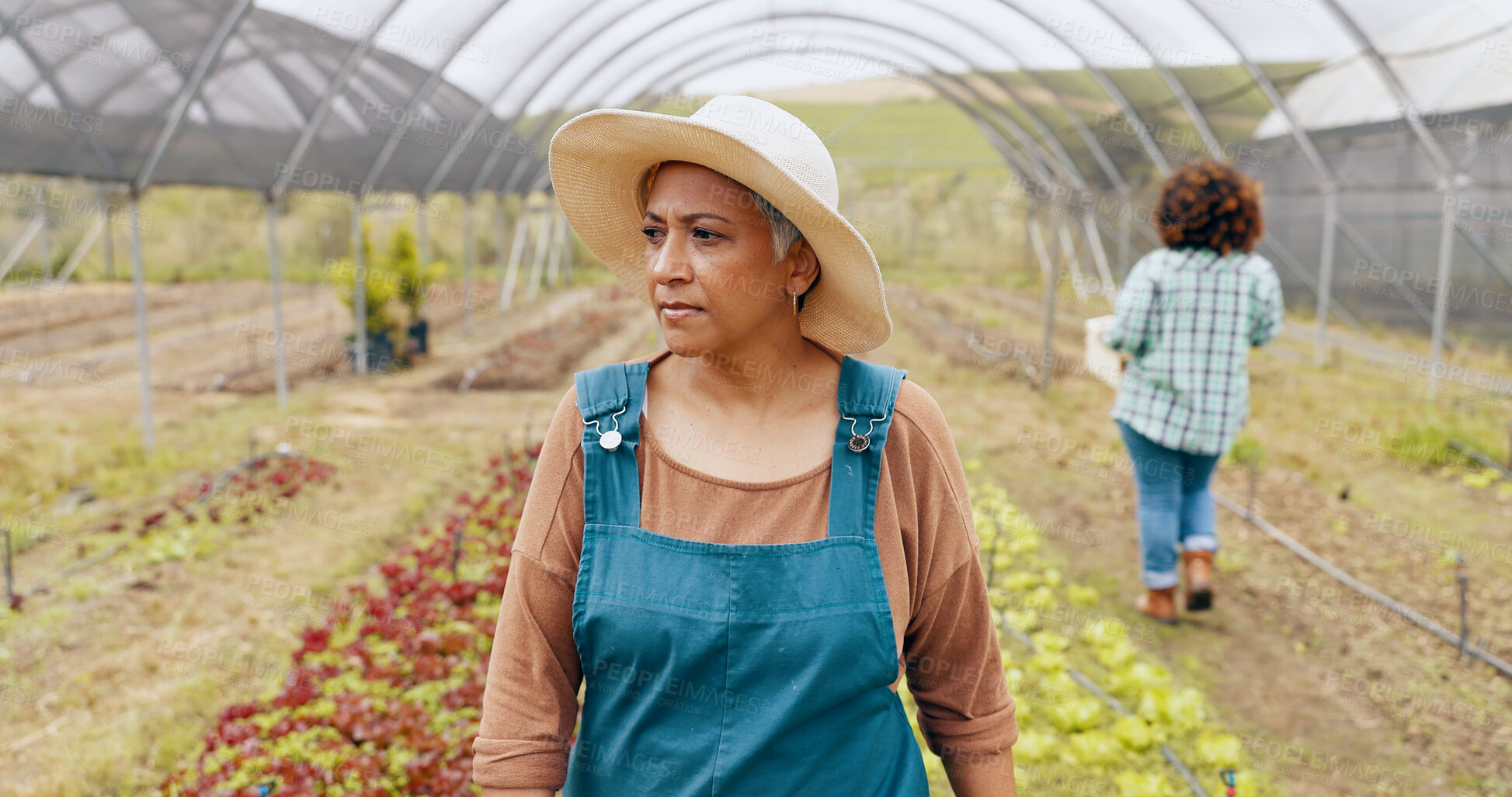 Buy stock photo Greenhouse farming, agriculture and mature woman with inspection on sustainable environment in nature. Quality check, plants and farmer outdoor with greenery, leaves or agro growth or development.