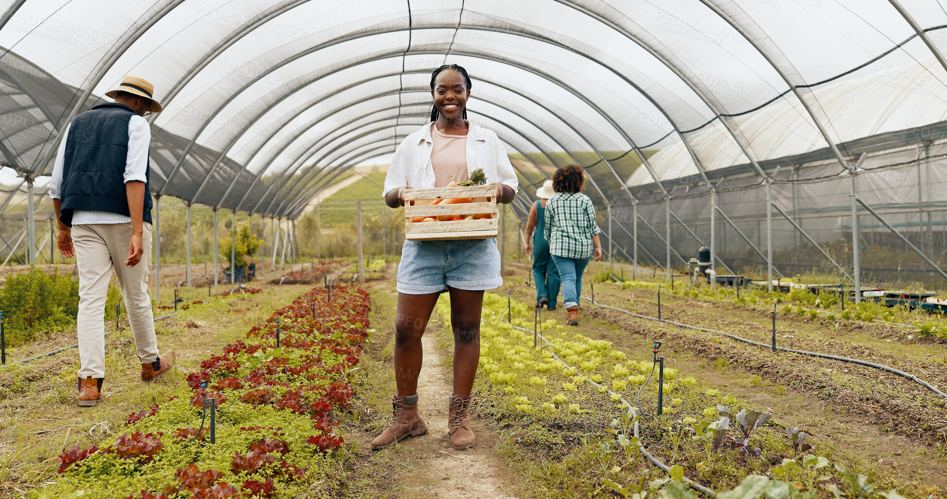 Buy stock photo Black woman, agriculture or face of farmer with basket of vegetables, harvest or fresh produce. Farming sustainability, greenhouse or happy worker with crate of organic crops, natural or healthy food