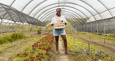Black woman, agriculture or face of farmer with basket of vegetables, harvest or fresh produce. Farming sustainability, greenhouse or happy worker with crate of organic crops, natural or healthy food