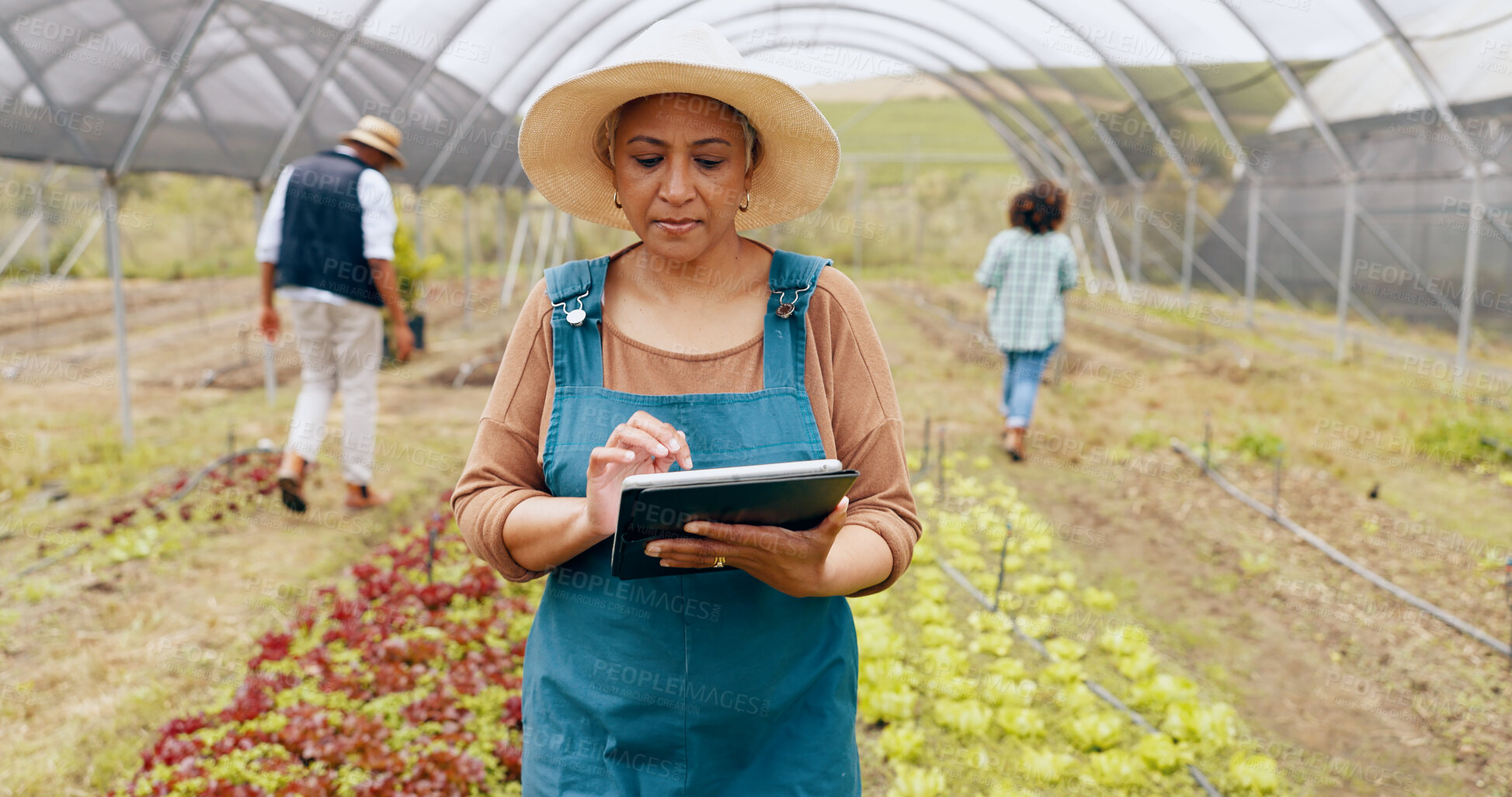 Buy stock photo Greenhouse farming, tablet and mature woman with inspection for sustainable environment in nature. Quality check, digital technology and farmer outdoor with vegetables for growth or development.