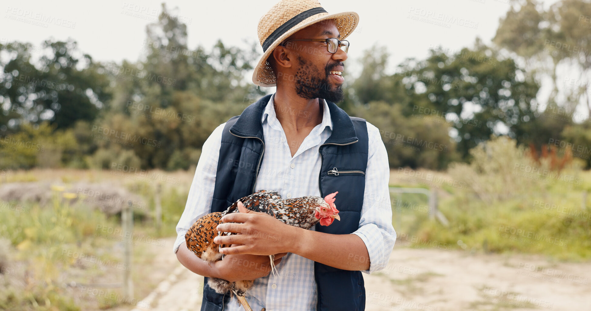 Buy stock photo Walking, chicken and black man on a farm, smile and bonding with agriculture, sustainability and nature. African person, outdoor or farmer with poultry industry, fowl and fresh air in the countryside