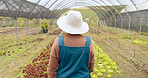 Greenhouse farming, agriculture and back of woman with sustainable business in nature for quality check. Industry, plant or behind female farmer outdoor with greenery, leaf or agro growth inspection