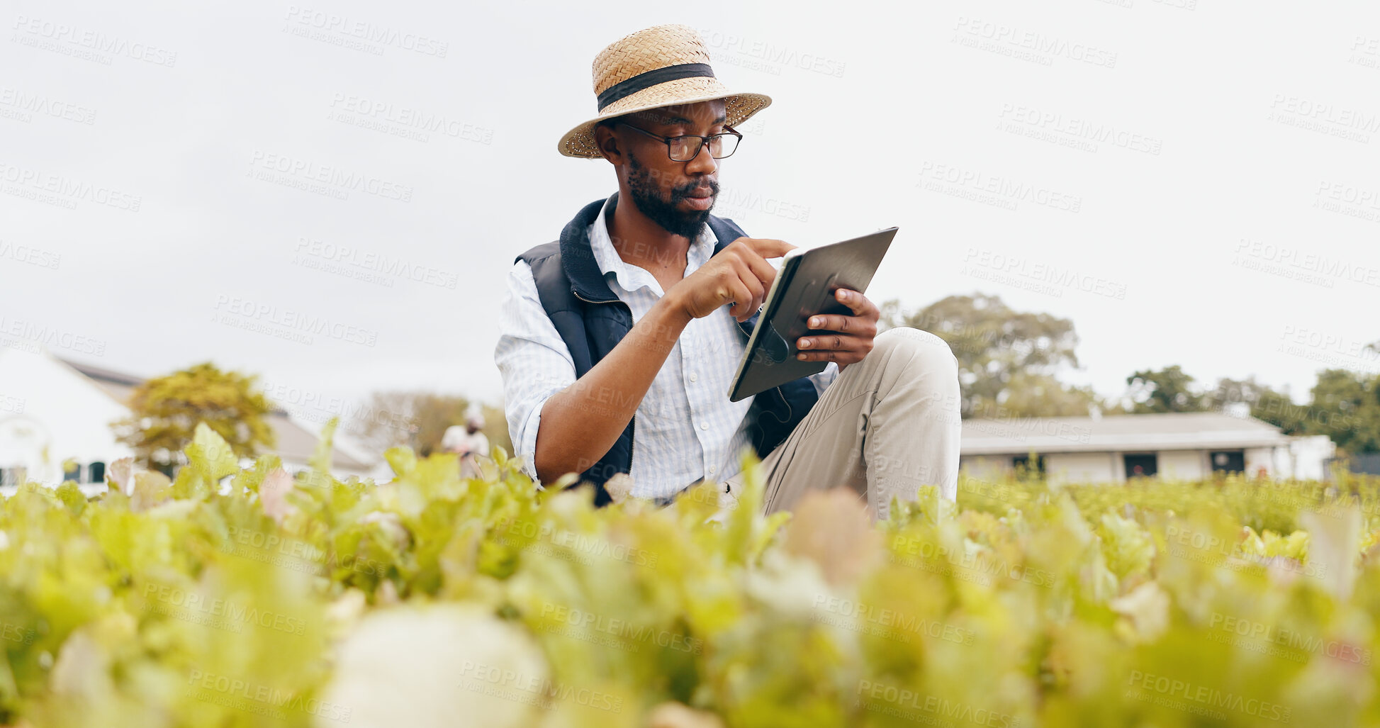 Buy stock photo Black man, tablet and farming in greenhouse for harvest, production or inspection of crops or resources in nature. African male person with technology in agriculture for natural or fresh produce