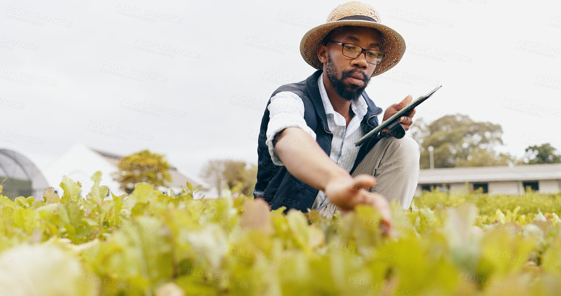 Buy stock photo Black man, tablet and farming in greenhouse for harvest, production or inspection of crops or resources in nature. African male person with technology in agriculture for natural or fresh produce