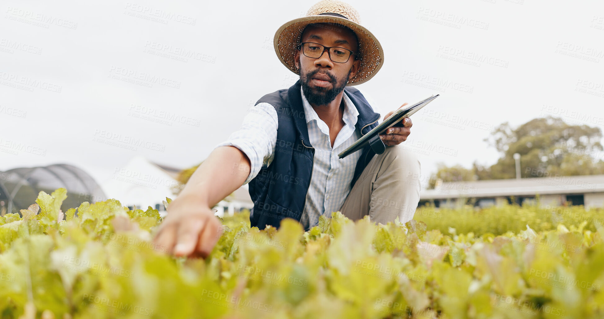 Buy stock photo Black man, tablet and farming in greenhouse for harvest, production or inspection of crops or resources in nature. African male person with technology in agriculture for natural or fresh produce