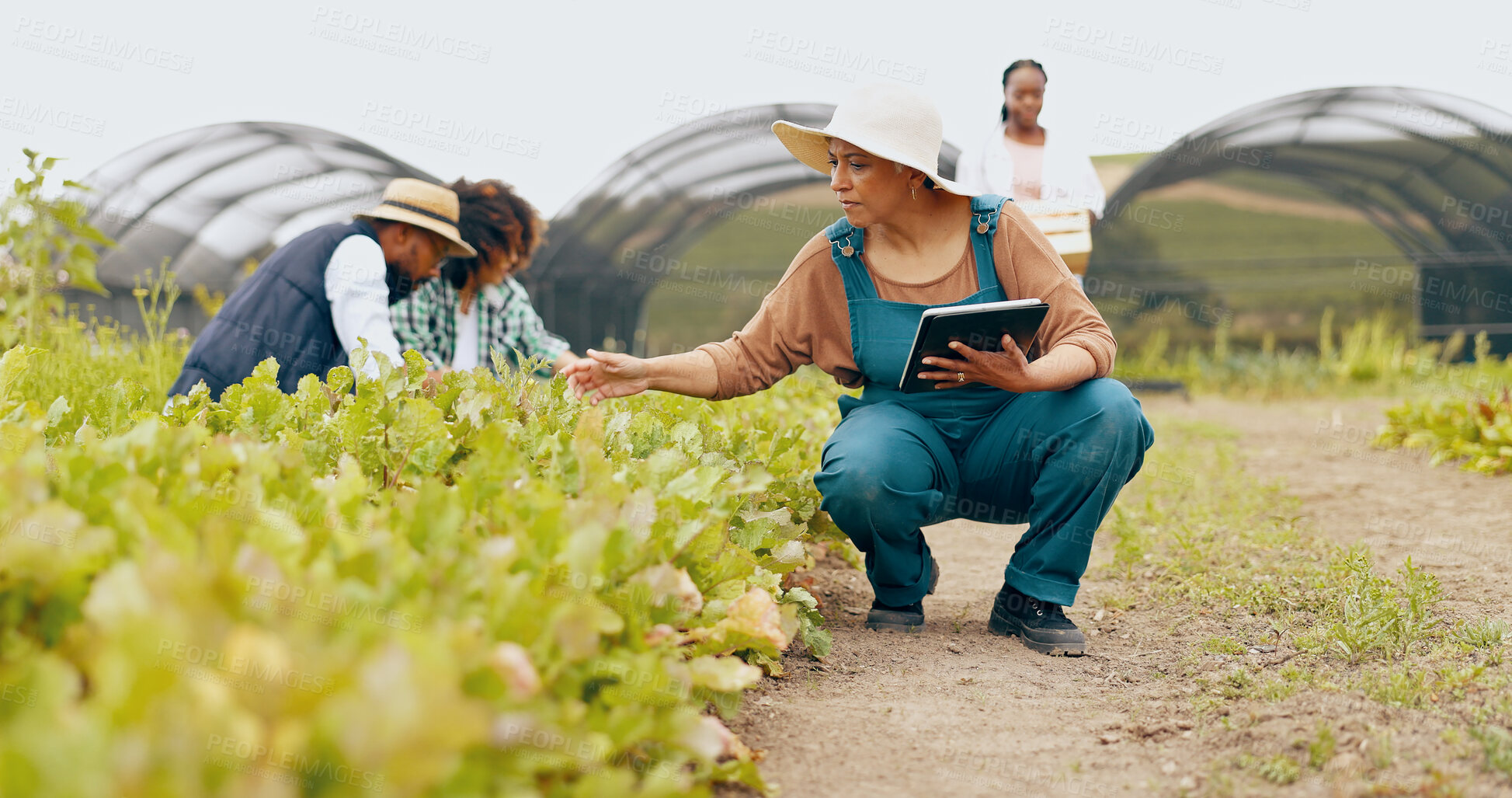 Buy stock photo Woman, tablet and teamwork for vegetable inspection or sustainability, production or agriculture. Mature person, technology and food check or land development for wellness groceries, soil or harvest