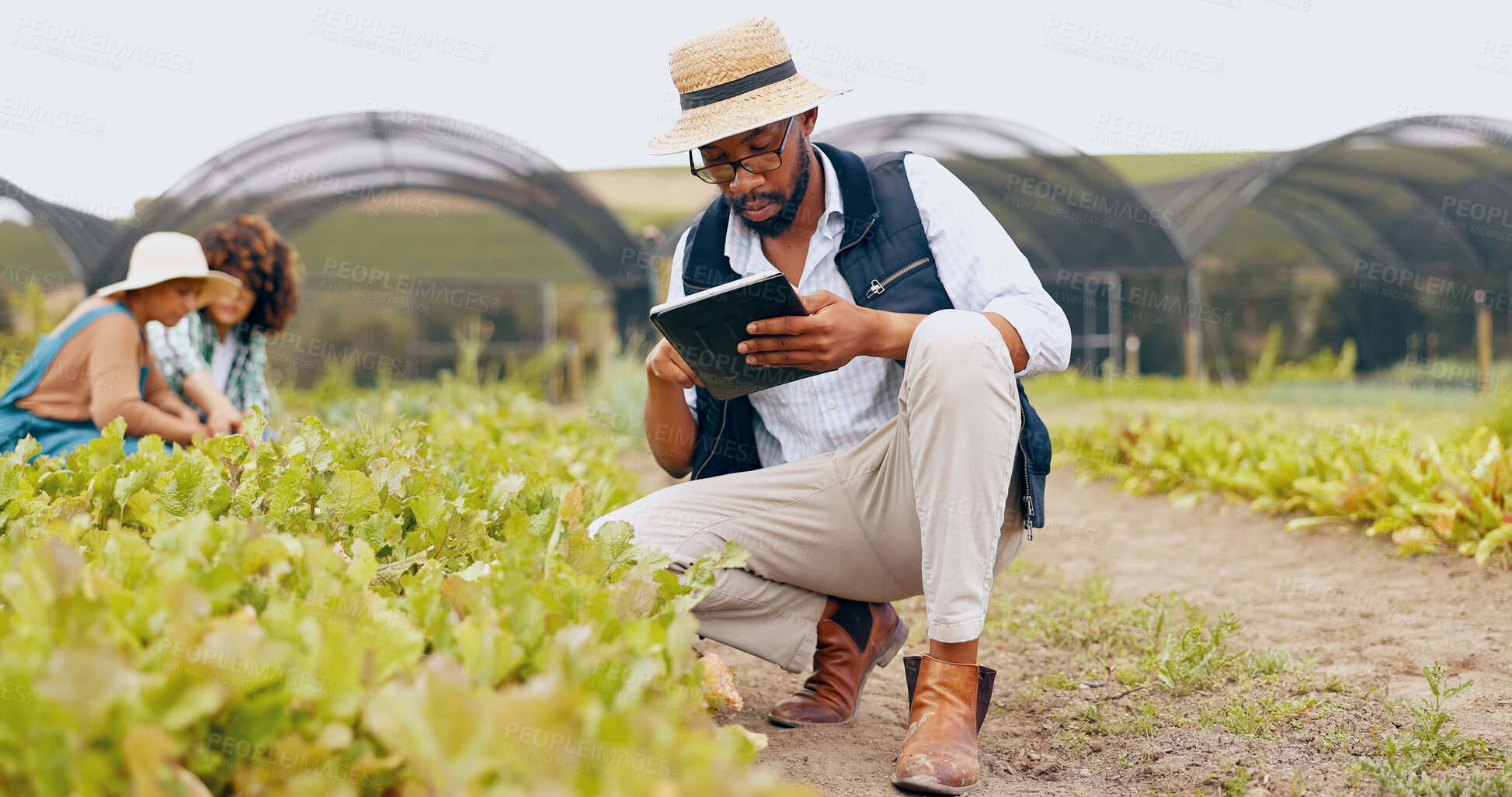 Buy stock photo Black man, tablet and farmer in greenhouse for harvest, production or inspection of crops or resources in nature. African male person with technology in agriculture for natural or fresh produce