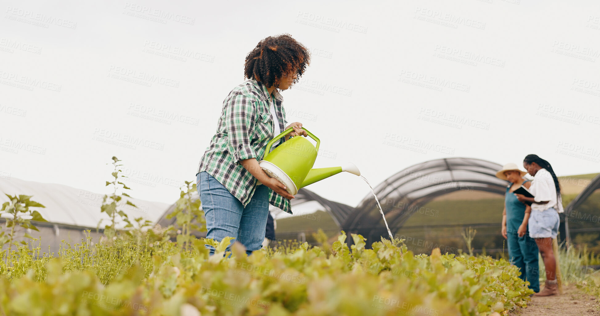 Buy stock photo Farm, water and woman with community garden, sustainability and agriculture for plant growth. Worker, field and NGO for food, crops and nonprofit supply chain with a farmer or volunteer outdoor