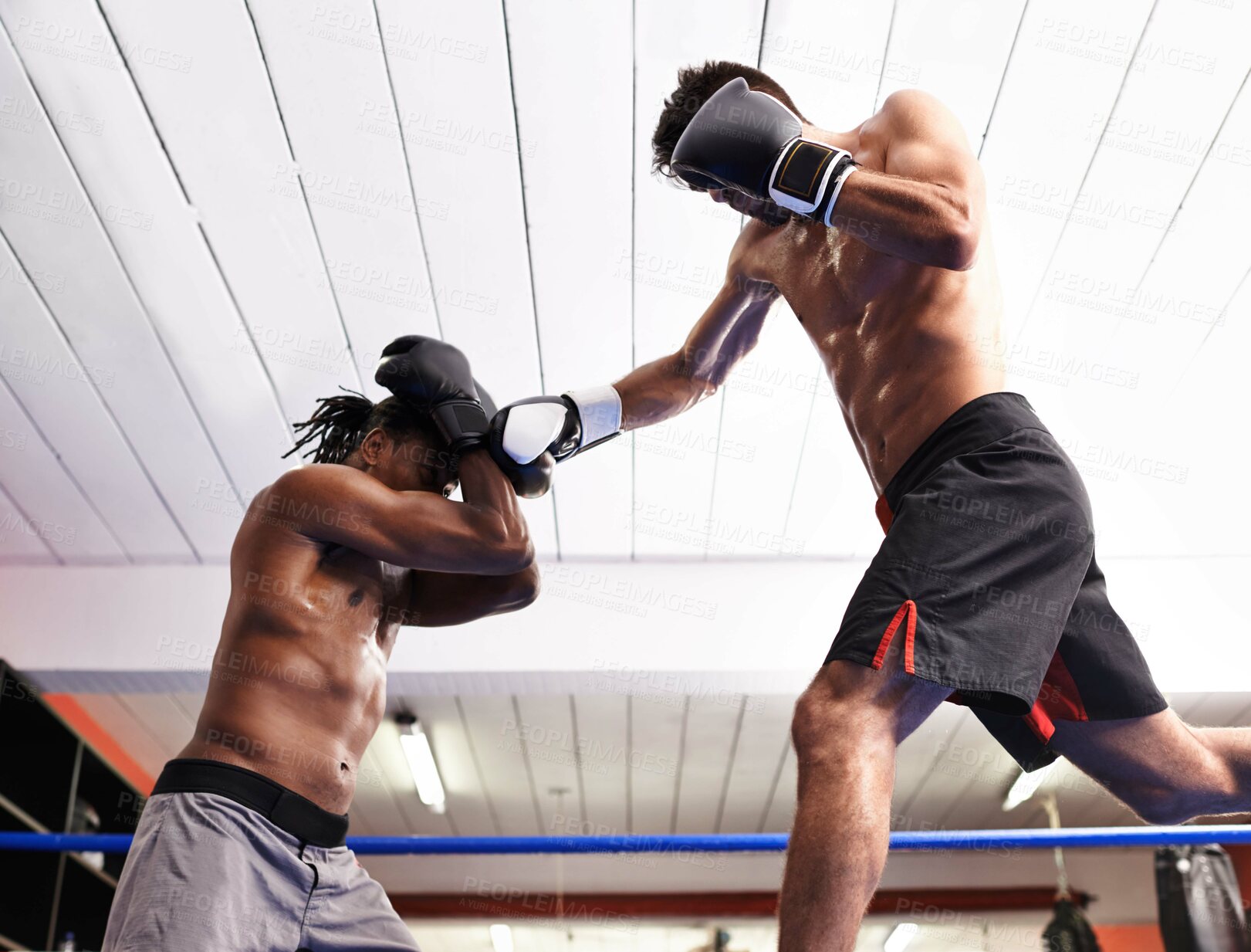 Buy stock photo Men, punch and practice for match in ring, fitness and topless for exercise and workout. People, low angle and performance for challenge or fighting, training and combat for competition in sports