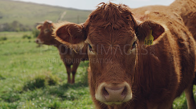 Buy stock photo Nature, farm and cows in countryside, grass and outdoor in spring, portrait and agriculture in environment. Animal, livestock and field for grazing, sustainability and land for cattle and dairy