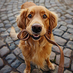 Portrait, dog and outdoor with belt for adoption with walking in the city for exercise and explore street. Face, puppy and  play or run as hobby for health routine with safety and fun in California