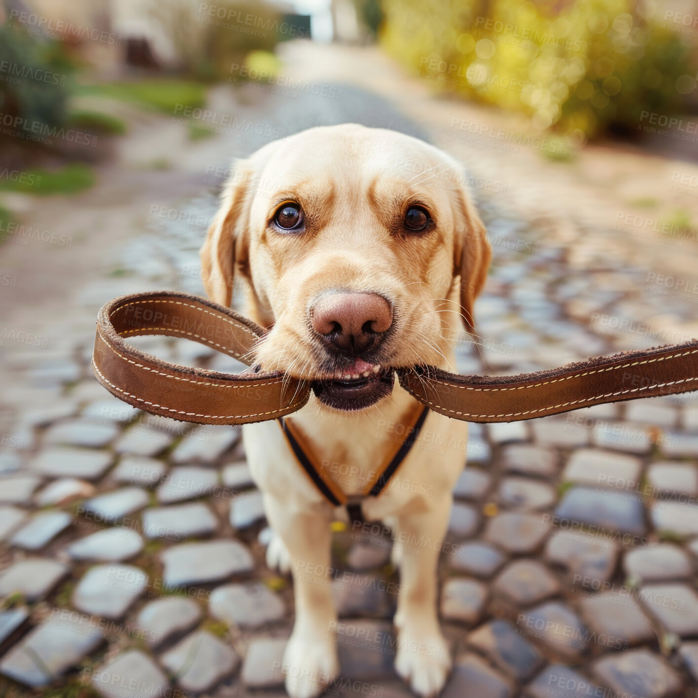 Buy stock photo Dog, portrait and leash in mouth for exercise health or physical activity on nature path, pet insurance or care. Labrador, face and lead for outdoor park walking in London, mobility or weight loss