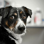 Vet, portrait and dog at hospital consultation for medical attention, insurance and pet care. Animal, checkup and face of puppy at veterinary clinic for help, health and wellness for rescue adoption