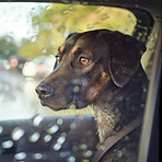 Travel, rain or dog in car on holiday vacation or trip with a sad smaland hound or depressed animal in winter. Wet window, unhappy pet or puppy waiting alone in motor vehicle or transport in Canada