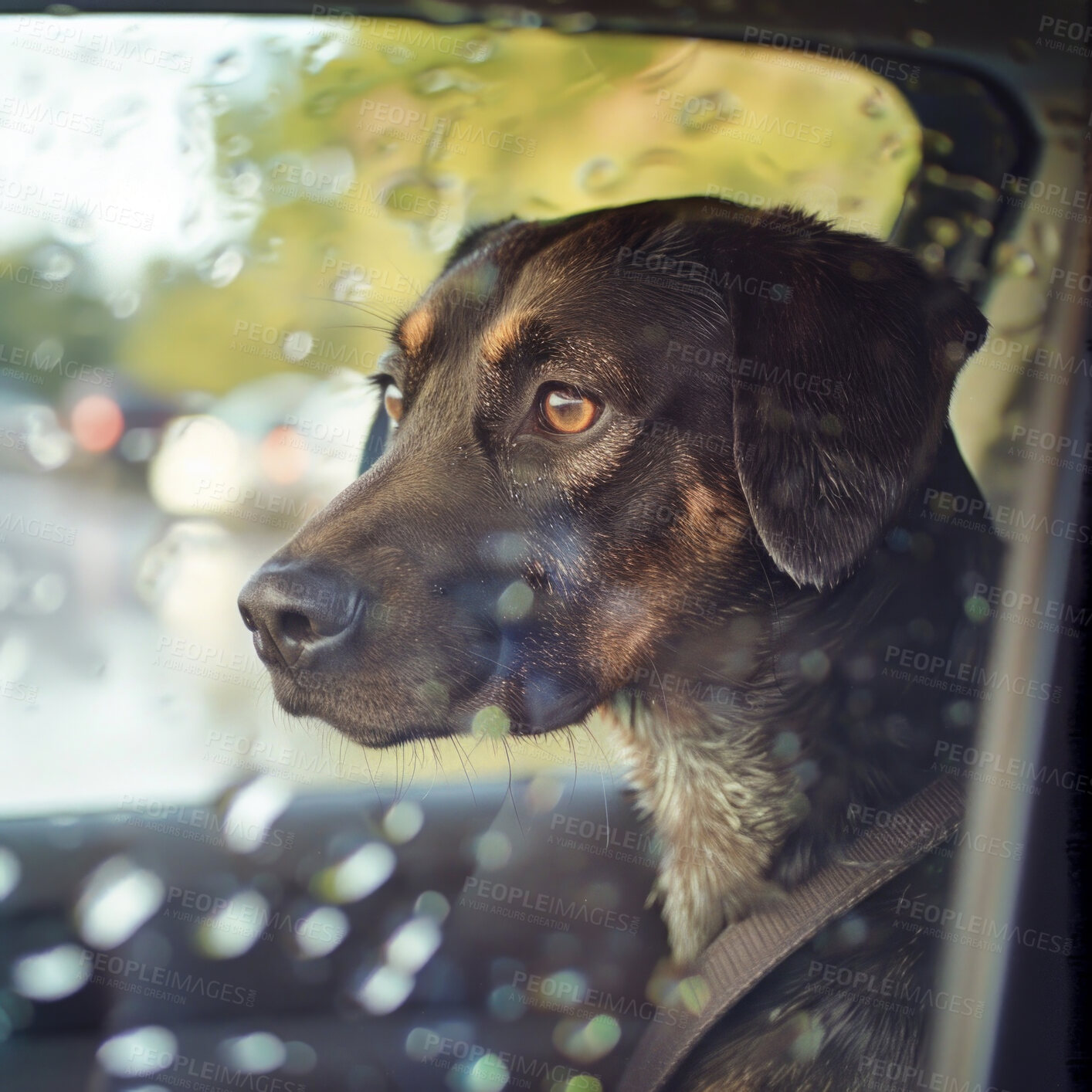 Buy stock photo Travel, rain or dog in car on holiday vacation or trip with a sad smaland hound or depressed animal in winter. Wet window, unhappy pet or puppy waiting alone in motor vehicle or transport in Canada