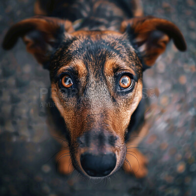 Buy stock photo Cute, portrait and sweet dog in street for adoption, rescue or insurance for pet care with closeup face. Animal, love and puppy with health, wellness or best friend on sidewalk for walking from above