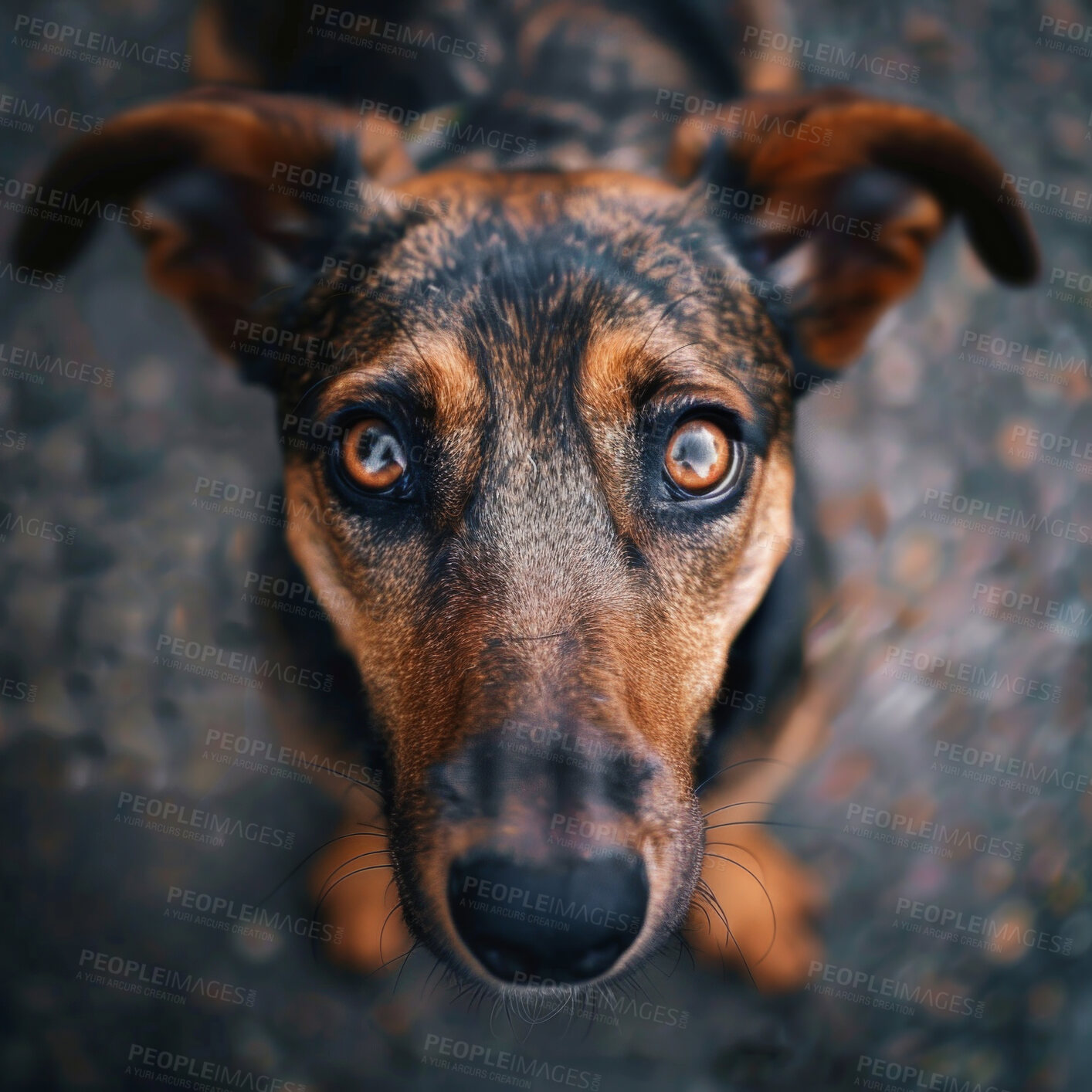 Buy stock photo Cute, portrait and sweet dog in street for adoption, rescue or insurance for pet care with closeup face. Animal, love and puppy with health, wellness or best friend on sidewalk for walking from above