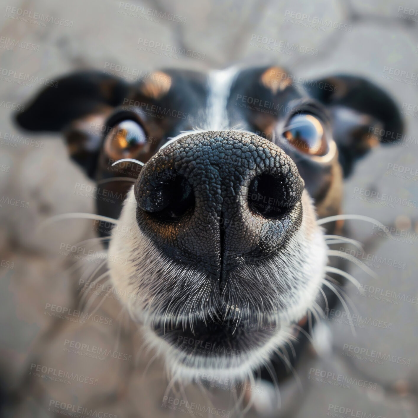 Buy stock photo Closeup, portrait and dog with nose, love and adopted with fun and funny with game and playful. Face, snout and pet with animal and best friend with comic and joke with happiness and emoji with joy