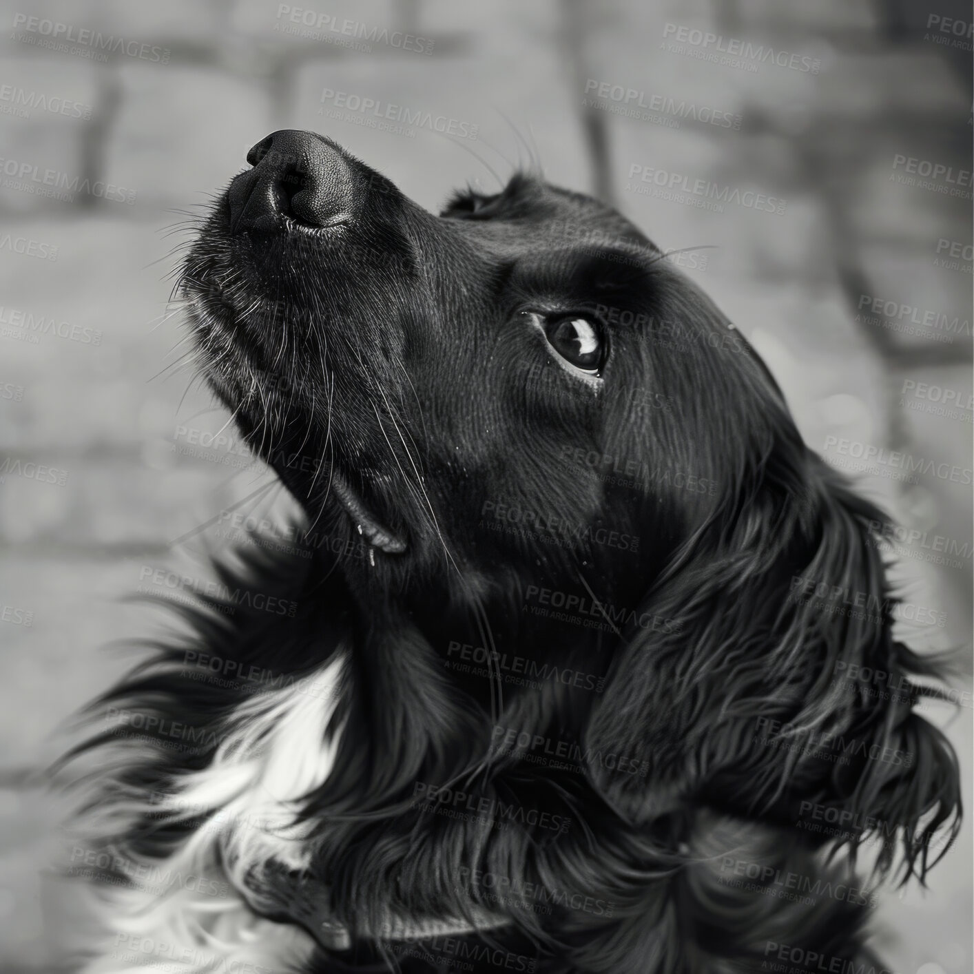 Buy stock photo Dog, animal and pet looking up or outdoor watching with sad eyes or waiting love, adoption or foster. Border Collie, calm and health insurance or lonely behavior as black and white, care or wellness