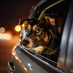 Nervous dog, face and driving to vet for medical emergency, support and care at midnight. Eyes, pet and portrait in car with transportation for urgent attention and vet care for foster puppy