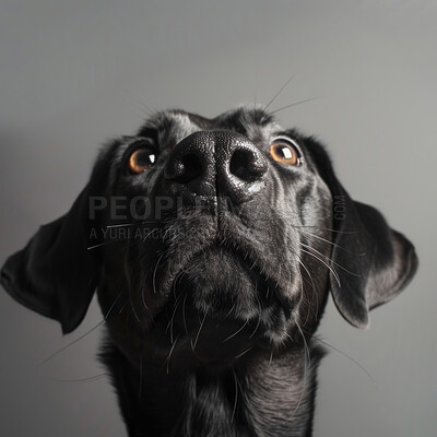 Buy stock photo Dog, nose and face in studio with pet for companion, adoption and protection on gray background. Service animal, labrador and puppy with health insurance for emotional support, comfort or best friend