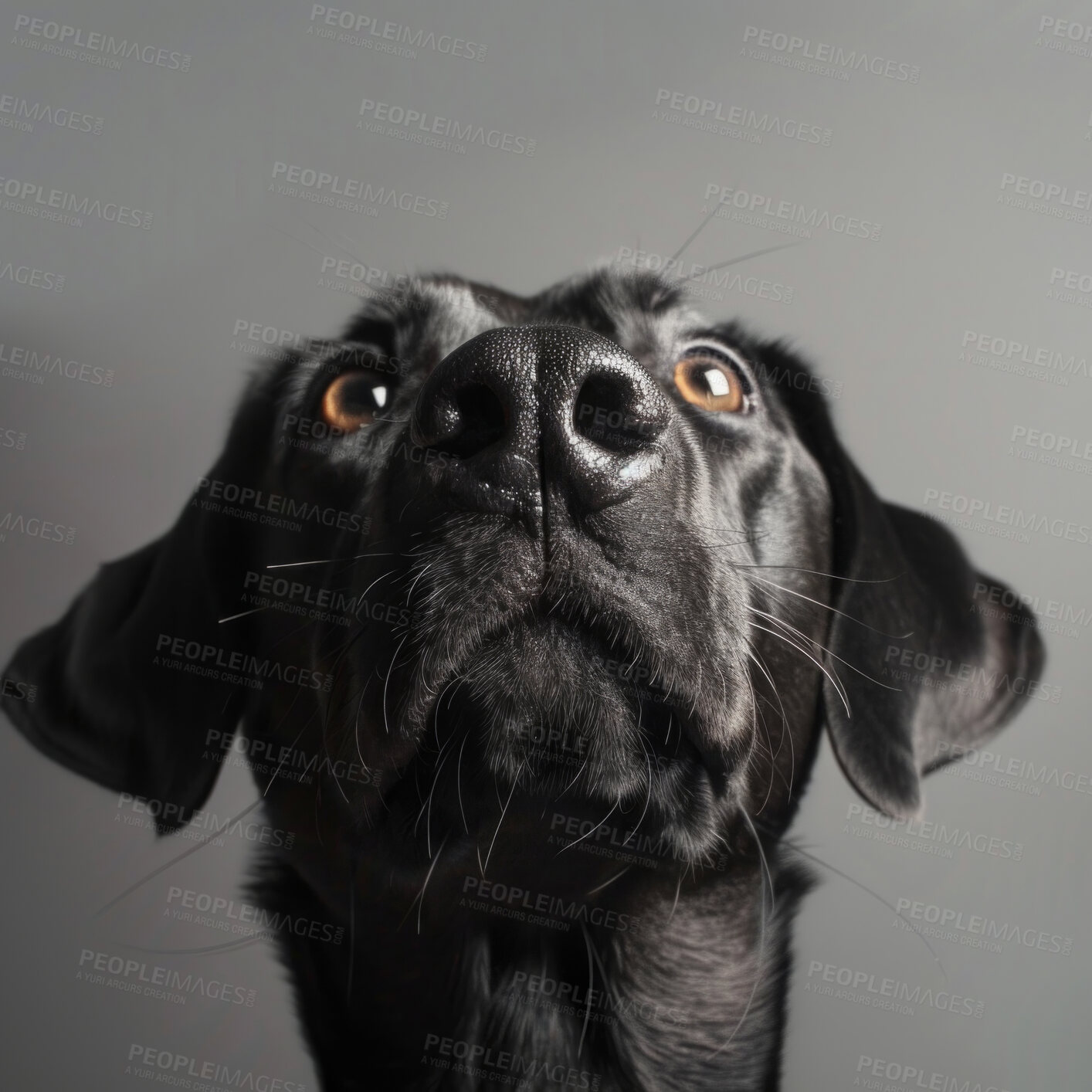 Buy stock photo Dog, nose and face in studio with pet for companion, adoption and protection on gray background. Service animal, labrador and puppy with health insurance for emotional support, comfort or best friend