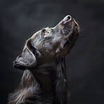 Dog, black labrador and closeup in studio with profile for health, growth and development by dark background. Animal, canine or pet for adoption, foster and rescue with wellness, fur and shine