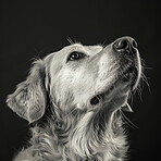 Dog, Labrador and animal in studio or pet foster for adoption or health insurance. Canine, relaxed and looking with black and white for alert as service companion with calm love, mockup or rescue