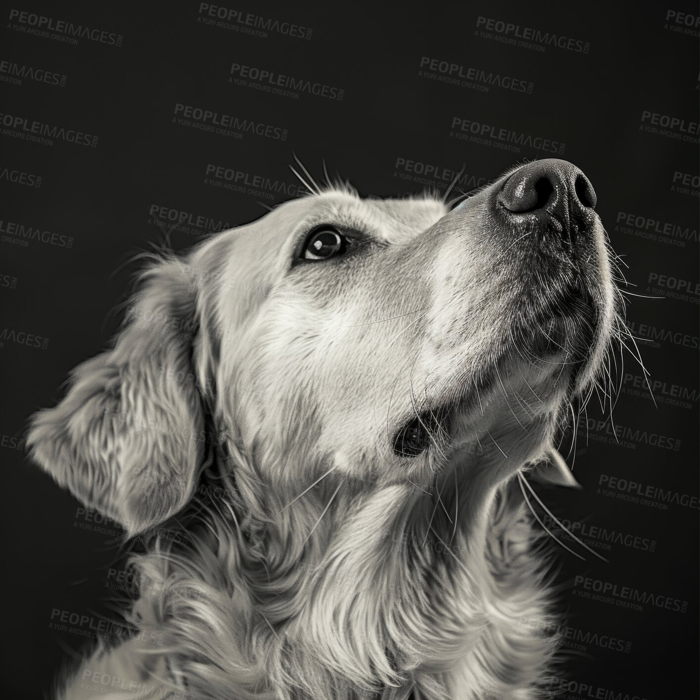 Buy stock photo Dog, Labrador and animal in studio or pet foster for adoption or health insurance. Canine, relaxed and looking with black and white for alert as service companion with calm love, mockup or rescue