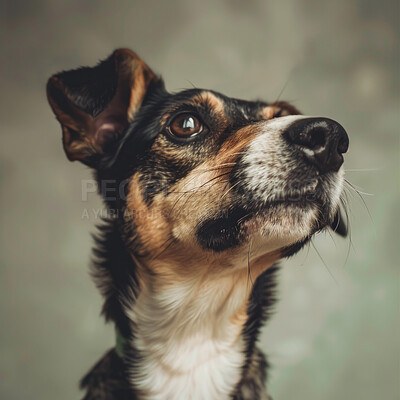 Buy stock photo Dog, face and closeup of rescue animal for adoption, pet insurance and safety at shelter. Cute, adorable and stray puppy at foster care for canine protection, wellness and waiting at sanctuary