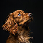 Face, profile and dog in dark studio for adoption, rescue or insurance for pet care with cute brown fur. Animal, love and sweet puppy with health and wellness with best friend on black background