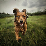 Portrait, dog and run in grass or forest for hunting or exercise and explore nature. Face, pet and motion blur at park to play as hobby or health routine for safety in outdoor or countryside California.