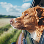 Dog, face and pet with car window on road trip, fresh air or scent of nature, green grass or countryside travel. Closeup of animal, breed or canine looking out vehicle for outdoor journey with owner