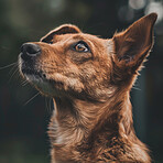 Dog, face and pet with brown eyes in nature of outdoor companion with fur in the wilderness. Closeup of animal, breed or canine thinking, wonder or thought for change of season in forest or woods