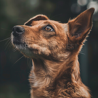 Buy stock photo Dog, face and pet with brown eyes in nature of outdoor companion with fur in the wilderness. Closeup of animal, breed or canine thinking, wonder or thought with cute Portuguese podenuo face outside