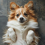 Portrait, dog or floor as funny, silly or paws to relax, trust or train as calm, lazy or reward. Puppy, domestic pet or corgi on back, watching or curious of fun, wellness or adoption by foster care