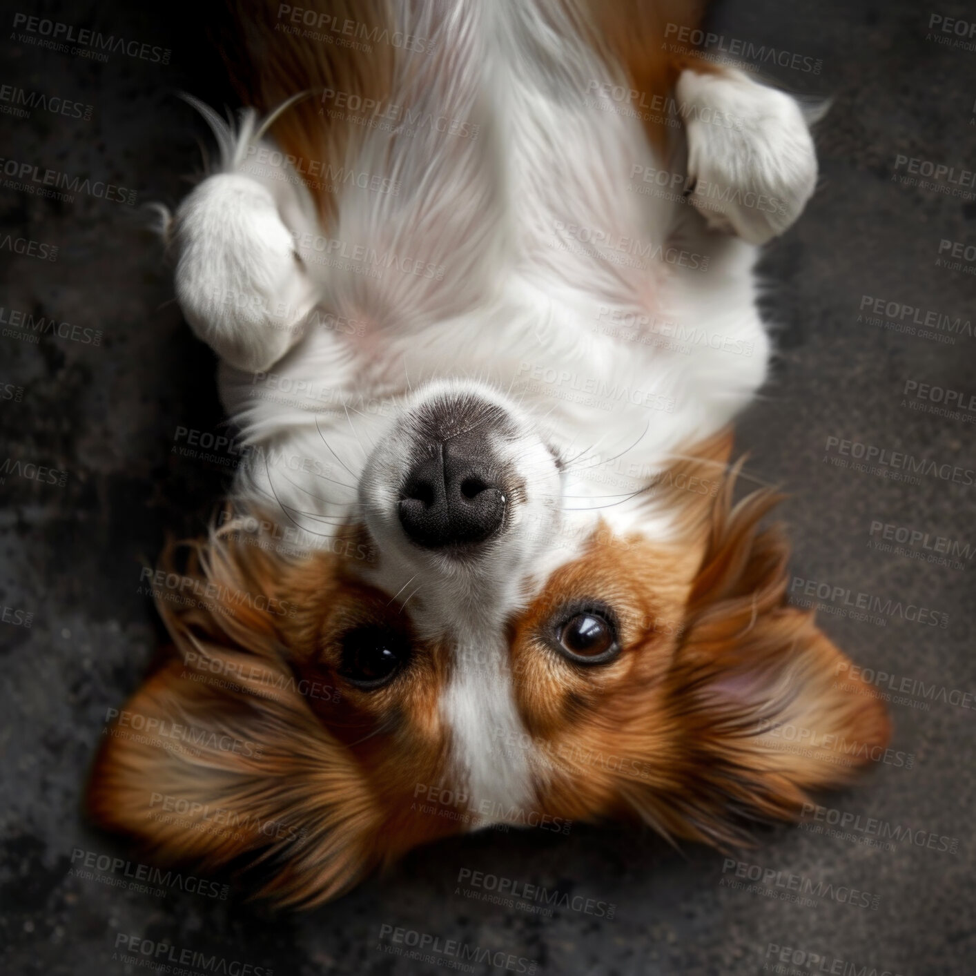 Buy stock photo Portrait, dog and relax on floor and excited with happiness and playful with joy and peace. Face, house animal on back and pet with fun and healthy with insurance and lazy with care and wellness